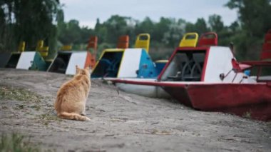 A curious ginger cat explores colorful pedal boats by the lake. It observes, then cautiously approaches, showcasing its playful nature against the vibrant hues of the boats.