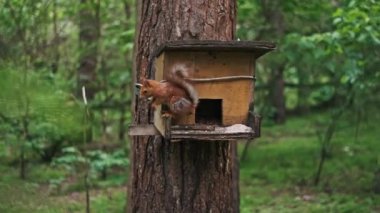 Bir kırmızı sincap ormandaki bir ağaca bağlı bir ahşap besleyicinin içinde atıştırmanın tadını çıkarır. Çalı gibi kuyruğu gıdanın tadını çıkarırken seğiriyor. Doğal ortamında büyüleyici bir vahşi yaşam sahnesi..