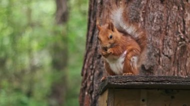 Kızıl sincap ormandaki ahşap bir besleyicinin tepesinde titizlikle fındığı kemiriyor. Kabarık kuyruğu ve odaklanmış ifadesi bu vahşi yaratığın cazibesini doğal ortamdaki yemeğin tadını çıkarırken yakalıyor.