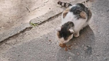 Siyah ve beyaz bir sokak kedisi güneşli bir kaldırımda kuru yiyeceklerin keyfini çıkararak, şehir ortamında evsiz hayvanların karşılaştığı zorlukları gösteriyor..