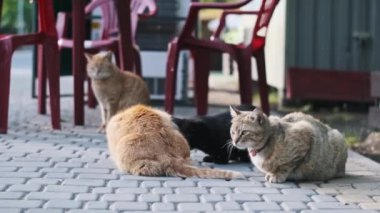 Dört sokak kedisi, zencefil, tekir ve siyah karışımı, arka planda kırmızı plastik sandalyelerle taşlı bir verandada toplanır..