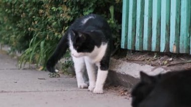 Beyaz bir sokak kedisi sokakta yemek yiyor. Evsiz hayvanların zorluklarını anlatıyor..