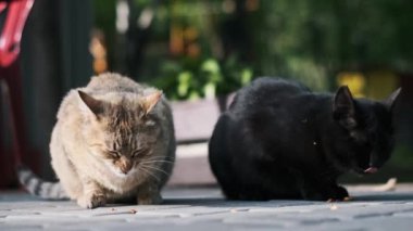 İki sokak kedisi, bir tekir kedisi ve bir kara kedi gri asfalt bir yüzey üzerinde kuru yiyecekler yiyorlar, ilgili bir insan tarafından verilen yemeğin tadını çıkarıyorlar..