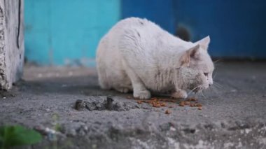 Pasaklı, beyaz bir sokak kedisi beton bir zeminde açık mavi bir zemin üzerinde kuru yiyecekler yiyor. Evsiz hayvanların karşı karşıya kaldığı hassasiyet ve açlığı vurguluyor..