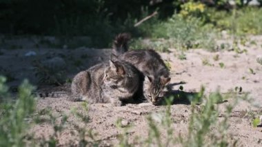 Evsiz kedi doğadaki bir taştan kuru yiyecek yer. Kentsel çevrede vahşi yaşam ve hayatta kalma.