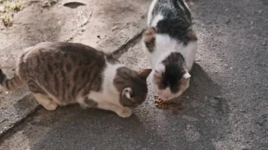 İki sokak kedisi, bir tekir kedisi ve bir siyah beyaz kedi topraktan kuru yiyecekler yiyorlar. Bu da, sahipsiz hayvanlara şefkat göstermenin ve onlara bakmanın önemini gösteriyor..