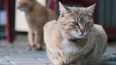 Tetikte bir tekir kedi gri asfalt bir terasta oturur, arka planda da başka bir kızıl kedi bulanıklaşır. Şehir kedisi hayatı.