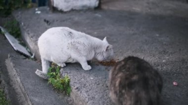 Beyaz bir sokak kedisi ve siyah beyaz bir sokak kedisi hevesle kuru yiyecekler yiyorlar. Terk edilmiş hayvanları şehir ortamlarında beslemenin inceliğini vurguluyorlar..