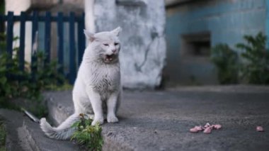 Tereddütlü beyaz bir sokak kedisi, bir avuç kuru yiyeceğe bakar. Şehir ortamındaki vahşi kedilerin ihtiyatlı doğasını gözler önüne serer..