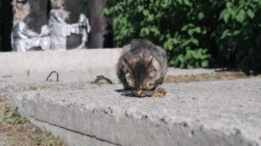 Evsiz gri bir kedi sokakta kuru yiyecekler yiyor. Serseri hayvanlara bakmak. Yaz güneşli bir gün.
