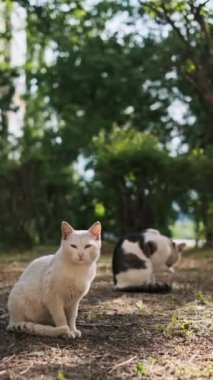 Evsiz siyah beyaz bir kedi şehir parkında asfaltta yemek yiyor. Yakın plan. Yaz güneşli bir gün. Dikey video.