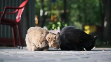 Bir tekir kedi ve bir kara kedi, her ikisi de başıboş, güneşli bir avluda kuru bir yemeğin tadını çıkarırlar. Evsiz hayvanlara bakmanın ve onlara bakmanın önemini göstermenin basit zevkini yaşarlar..