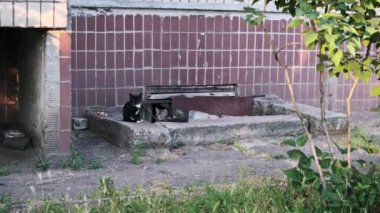 İki sokak kedisi, biri siyah-beyaz, diğeri tekir, eski bir tuğla binanın girişinde dinleniyor, şehir ortamında teselli buluyor..