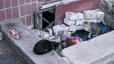 Tekir bir sokak kedisi, tuğla ve battaniyelerle inşa edilmiş geçici bir barınakta dikkatle gezinerek, şehir ortamındaki evsiz hayvanların becerilerini ön plana çıkarıyor..