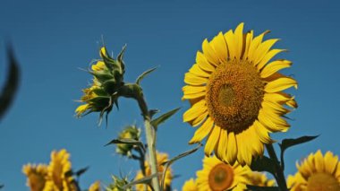 İki ayçiçeği bir tarlada dimdik duruyor, biri tamamen çiçek açmış, diğeri umut verici bir tomurcuk, her ikisi de açık mavi yaz gökyüzüne uzanıyor..