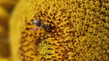 Bir ayçiçeğinden özenle polen toplayan bir bal arısının aşırı makro görüntüsü, bu doğal sürecin karmaşık detaylarını vurguluyor..