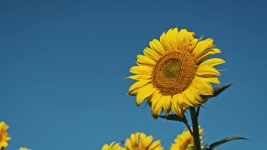 Bir ayçiçeği, açık mavi gökyüzüne doğru uzanan çiçeklerle çevrili bir tarlada dimdik durur..