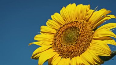 Açık mavi gökyüzüne karşı parlak sarı bir ayçiçeğinin yakın görüntüsü yazın güzelliğini ve canlılığını yakalıyor..