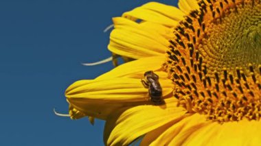 Bir bal arısı nazikçe bir ayçiçeği yaprağına yapışır, canlı mavi gökyüzüne karşı polen toplar, tozlaşmanın güzelliğini gösterir.