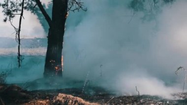 Bir orman yangınında alevler içinde kalan bir çam ağacının dramatik yavaş çekim görüntüleri orman boyunca yayılan yoğun dumanla orman yangınlarının şiddetini ve tehlikesini vurguluyor..