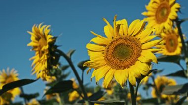 Açık mavi bir gökyüzünün altında güneşe uzanan, çiçek arkadaşlarıyla çevrili, açık sarı bir ayçiçeğinin yakın bir görüntüsü..