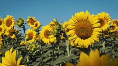 Tomurcuktan çiçeğe, bu çekim canlı bir tarlada açık mavi bir yaz gökyüzüne karşı bir ayçiçeğinin yaşam döngüsünü yakalar..