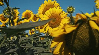 Ayçiçeği tarlasının eşsiz bir perspektifi, kameradan uzak duran bir ayçiçeği, onun karmaşık sırtı ve tarlanın enginliğini gözler önüne seriyor..