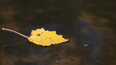 Tek bir sarı kavak yaprağı, sakin bir sonbahar sahnesi olan karanlık suları yansıtan bir gölün durgun yüzeyinde huzur içinde yatar..