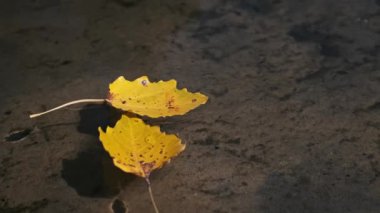 İki narin sarı kavak yaprağı durgun su yüzeyinde dinleniyor, gölgeleri kumlu zemine dökülüyor..