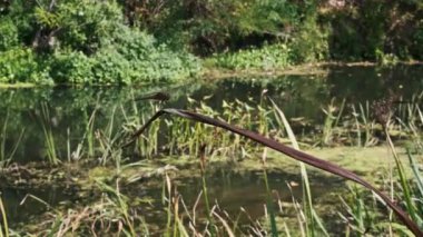 Sazlık yaprağına tünemiş, yemyeşil bitki örtüsü ve bulanık suyla çevrili sakin bir nehir kıyısında bir yusufçuğun yakın plan çekimi.