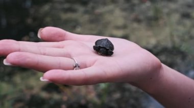 Küçük, siyah bir kaplumbağa, bulanık doğal bir arka plana karşı, bir kadının elinde dinleniyor..