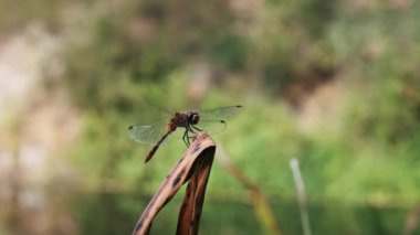 Çarpıcı kırmızı gözlü bir yusufçuk, kurumuş bir sazlığa tünemiş, kanatları, sakin bir gölün bulanık arka planına yayılmış..