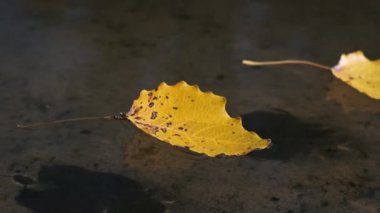 Tek bir sarı kavak yaprağı sığ suyun yüzeyinde zarif bir şekilde dans eder. Yansıması kumlu zeminde parıldar..
