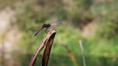 Göz kamaştırıcı kırmızı gözlü bir yusufçuk kuru bir sazlığa tünemiş, narin kanatları dingin bir gölet arka planına uzanmış..