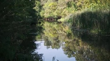 Suya yansıyan yemyeşil ağaçlarla dolu bir yaz ormanından akan sakin bir nehir huzurlu bir doğal manzara yaratıyor.