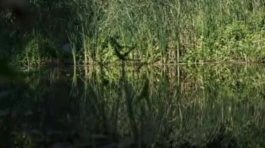 Su yüzeyinde ağaçların ve bitkilerin yansımaları olan sakin bir nehrin yavaş çekim sahnesi..