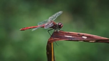 Kırmızı bir yusufçuk kuru bir yaprağın üzerine tüneyerek başını çevirir ve zarif bir şekilde kanatlarını katlayarak doğadaki sükuneti yakalar..