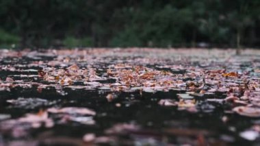Yüzeyine saçılmış renkli sonbahar yapraklarıyla ördek yosunlarıyla kaplı bir gölün görüntüsü melankolik bir sonbahar atmosferi yaratır..