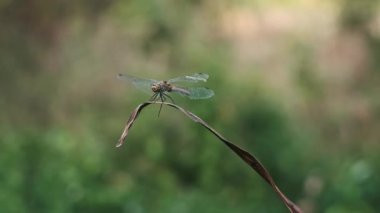 Kuru bir yaprağa tünemiş bir yusufçuk, bulanık yeşil bir arka plana karşı. Böcek doğal ortamında..