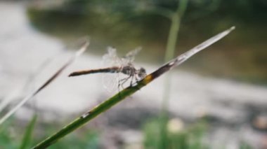 Bir yusufçuk çimenlerin üzerinde dinlenir, kanatları hafifçe açıktır..