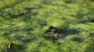 Bir kurbağa bataklık habitatına sorunsuzca karışır. Kafası yeşil yosunların arasında zar zor görülür..