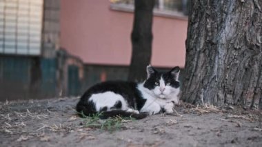 Siyah ve beyaz bir kedi, bir ağacın altında huzuru bulur. Bu da başıboş dolaşanların güvenilmez varlığını gösterir..