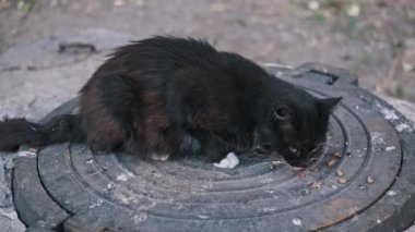 Beyaz göğüslü aç bir kara kedi rögar kapağına bırakılmış kuru kedi maması şeklinde besin bulur. Bu dokunaklı sahne, şehir ortamındaki başıboş hayvan sorununu vurguluyor..