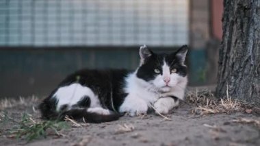 Siyah beyaz bir kedi yerdeki bir kaseden su içer. Hayvanların temel ihtiyaçlarını vurgular.