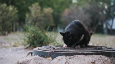 Sokak kedisi, terk edilmiş hayvanlar için kentsel hayatta kalmanın acı gerçekliğini vurgulamak için rögar kapağında yemek bulur..