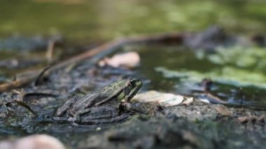 Yalnız bir kurbağa bataklıkta, algler ve molozlarla boğulmuş bir şekilde oturur ve çevresel kirliliğin zararlı etkilerini gösterir..