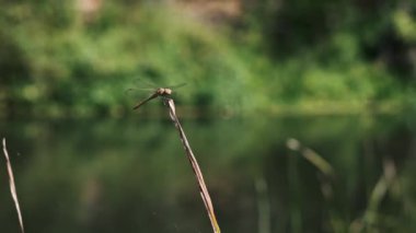 Kurumuş bir sazlığa tünemiş kahverengi bir yusufçuk, bulanık bir ırmak ve yemyeşil bir yer..