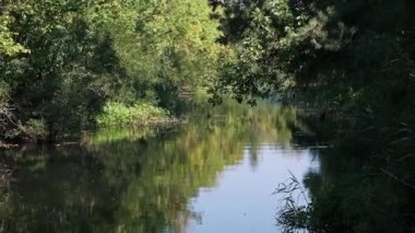 Dar bir orman nehrinin sakin suları yemyeşil suları yansıtır ve barış hissi yaratır. Güzel doğa..