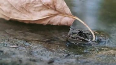 Bir kurbağa kısmen bir gölün kenarında, çevresiyle sorunsuzca harmanlanmış bir şekilde oturur..