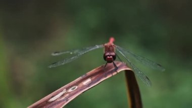Canlı kırmızı bir yusufçuk narin, şeffaf kanatları olan bir yusufçuk kuru bir yaprağın üzerinde duruyor, vahşi yaşamın güzelliğini ve kırılganlığını sergiliyor..